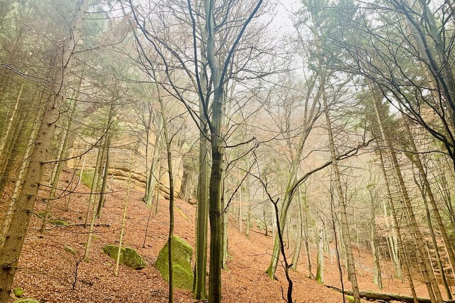 Prague: All-inclusive trip to Bohemian and Saxon Switzerland - Kamenice Gorge and Wild Gorge time, plus the reality of closures