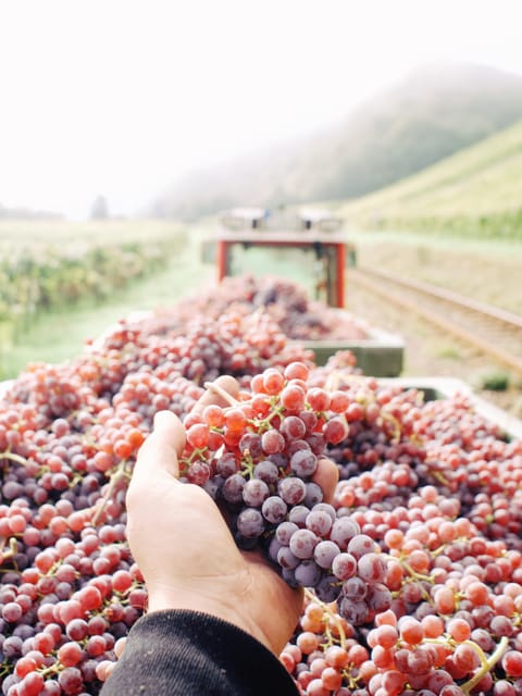 Reil, Mosel: Guided organic wine tasting and cellar tour - Should You Book This Organic Wine Tasting With Weingut Arns?