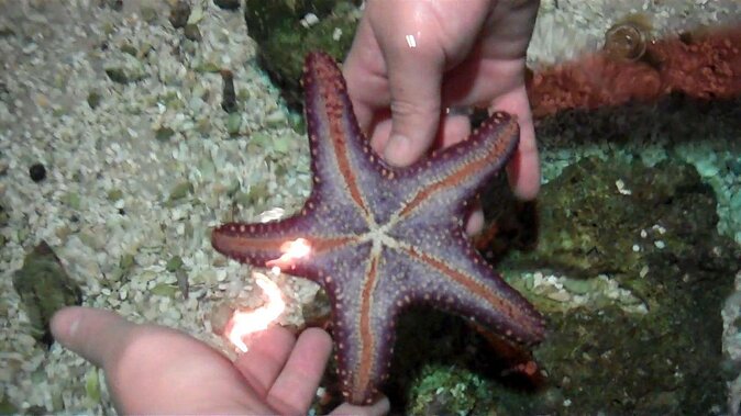 SEA LIFE Hannover Ticket - Key things to know before you go