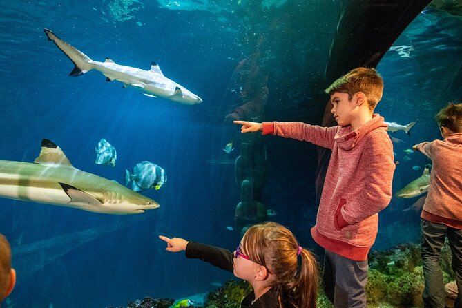 SEA LIFE Hannover Ticket - Why SEA LIFE Hannover is a smart indoor plan in Hanover