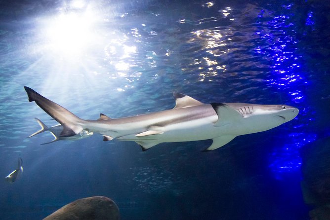 SEA LIFE Munich Admission Ticket - More than 3,000 sea creatures across 33 aquariums