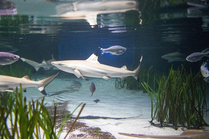 SEA LIFE Oberhausen Admission Ticket - SEA LIFE Oberhausen: What You Really Get in 1 to 2 Hours