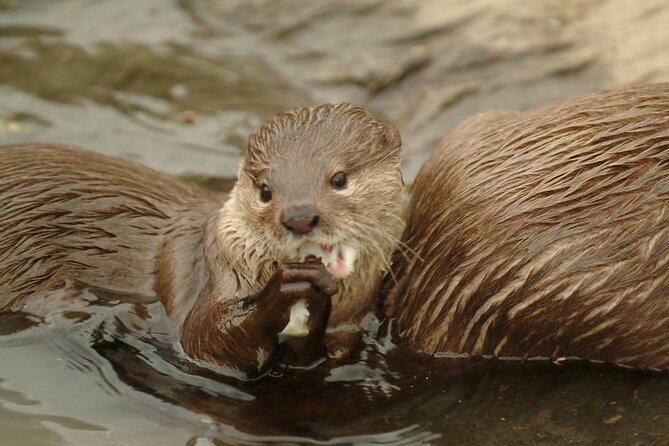 SEA LIFE Oberhausen Admission Ticket - Daily Feedings: How to Time Your Visit for Best Animal Activity