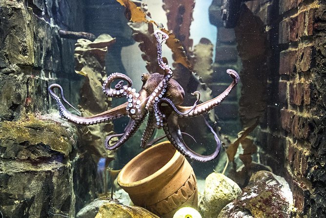 SEA LIFE Oberhausen Admission Ticket - Glass Tunnel Aquarium: Where the Fish Swim Over Your Head