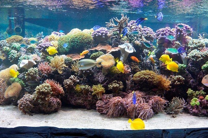 SEA LIFE Speyer Admission Ticket - Tickets, timing, and why the time slot matters