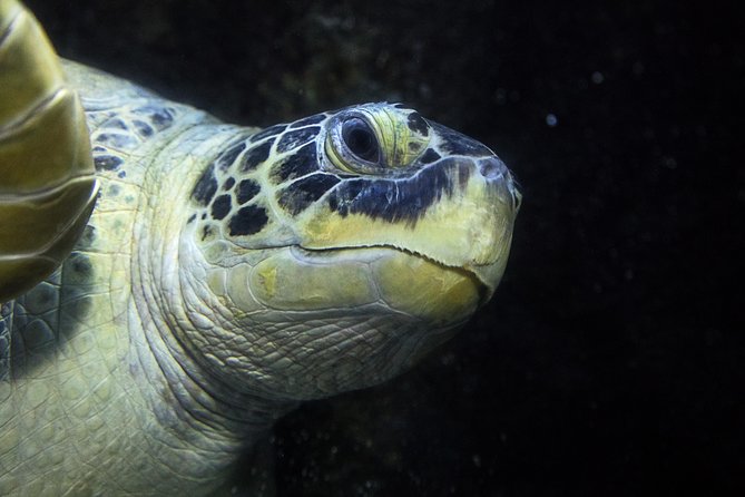 SEA LIFE Speyer Admission Ticket - Outdoor European pond turtles (Emys) and the extra texture they add