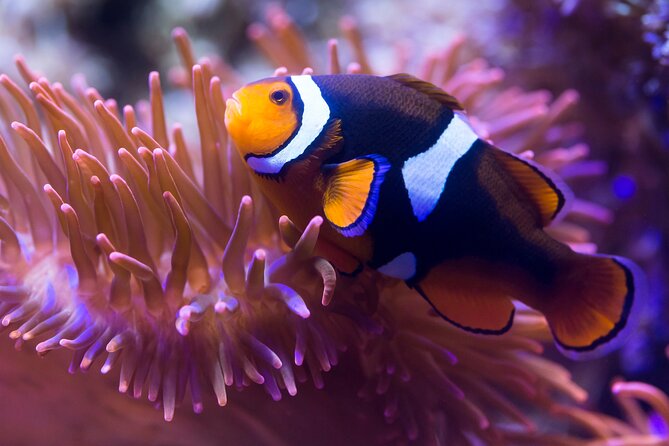 SEA LIFE Speyer Admission Ticket - How much value you really get from $26.41 per person
