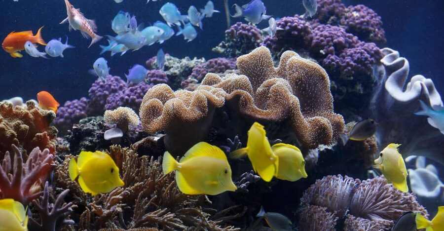 Sea Life Speyer Ticket - What You Really Get With a Sea Life Speyer 1-Day Ticket