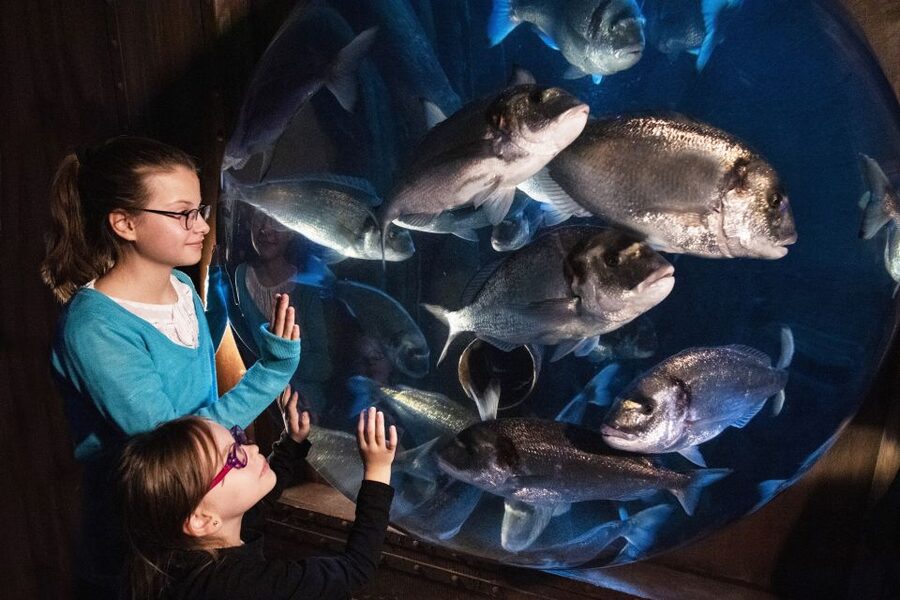 Sea Life Speyer Ticket - Who This Ticket Suits Best (And Who Should Reconsider)