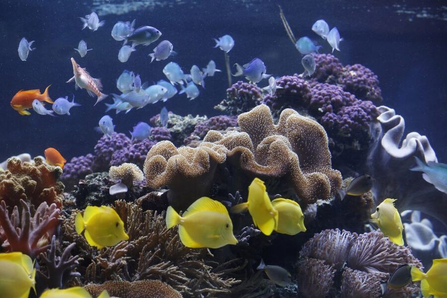 Sea Life Speyer Ticket - The Shark Nursery in Speyer, and Why It Matters