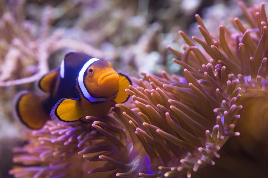 Sea Life Speyer Ticket - The Mediterranean Underwater Tunnel: Rays, Cat Sharks, and Morays