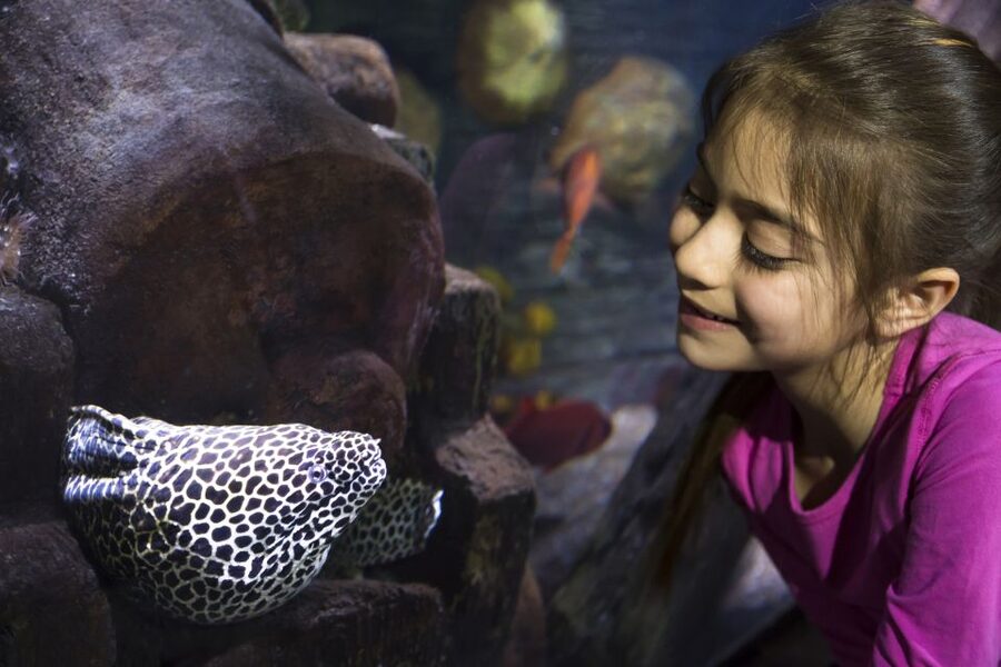 Sea Life Speyer Ticket - The Amazon-Themed River World and the European Pond Turtles (Emys)
