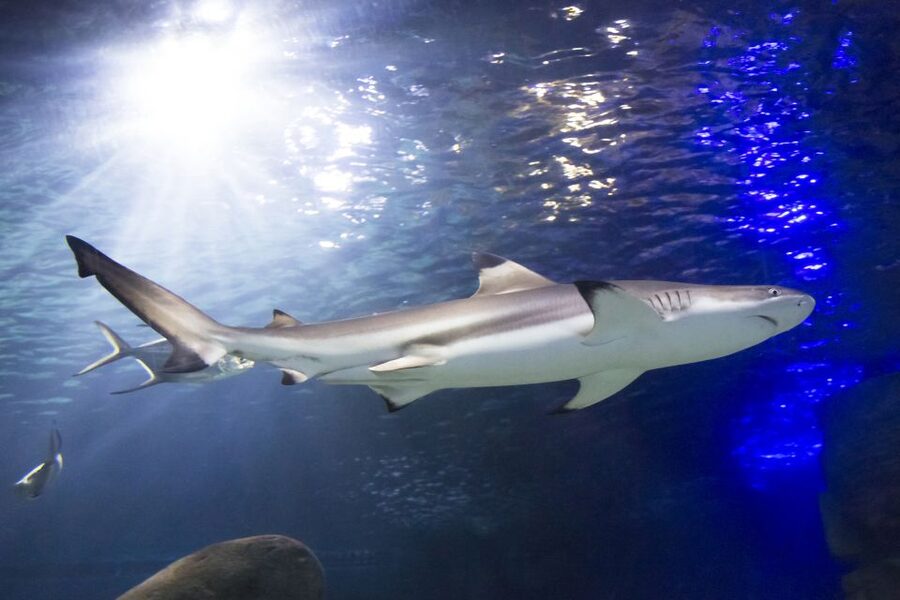 Sea Life Speyer Ticket - Price and Value for a $22 Aquarium Day