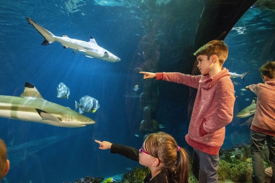 Sea Life Speyer Ticket - Marty the Turtle and the Panoramic Great Reef