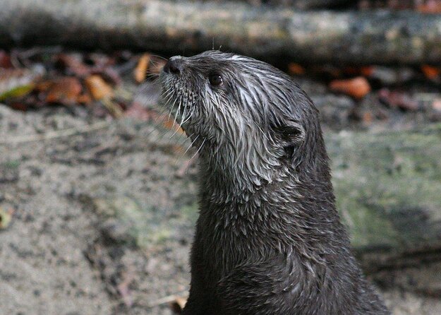 SEA LIFE Timmendorfer Strand Admission Ticket - Key things that make this ticket worth your time