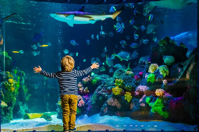 SEA LIFE Timmendorfer Strand Admission Ticket - The aquarium route: walking through the underwater tunnel and themed worlds