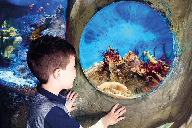 SEA LIFE Timmendorfer Strand Admission Ticket - Price and value at about $20: when it feels worth it, when it does not