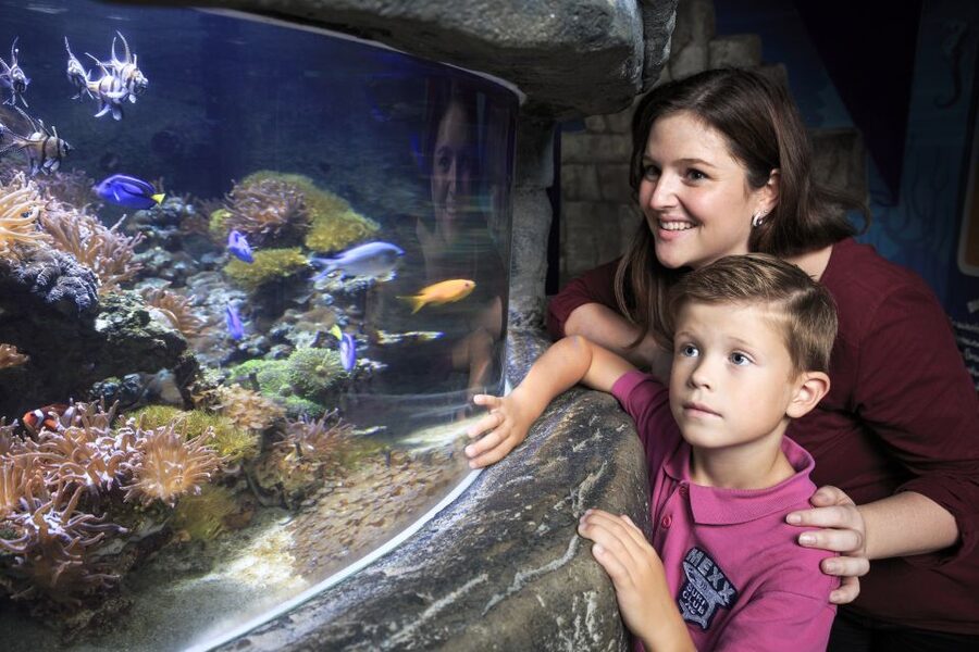SEA LIFE Timmendorfer Strand Ticket - Language, staff help, and how to get more out of what you see