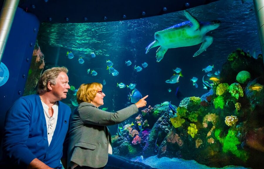 SEA LIFE Timmendorfer Strand Ticket - The walk-through tunnel, rainforest room, and the “map in your head”