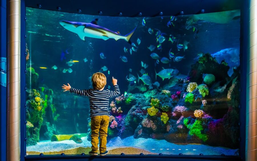 SEA LIFE Timmendorfer Strand Ticket - Live feedings, and how to plan your route without losing time