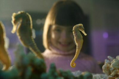 SEA LIFE Timmendorfer Strand Ticket