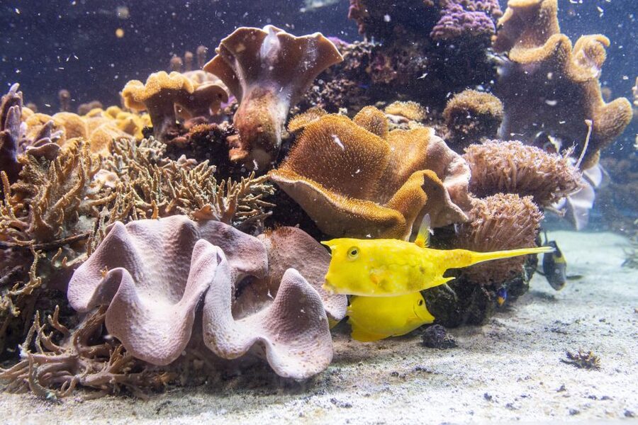 SEA LIFE Timmendorfer Strand Ticket - Location and getting there from Lübeck or by car