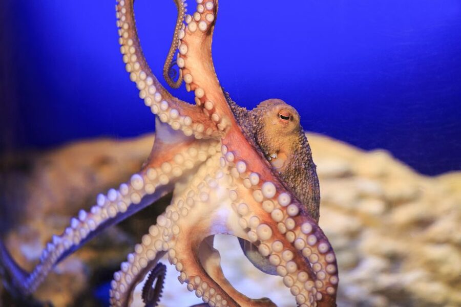 SEA LIFE Timmendorfer Strand Ticket - Ticket value around $20: what you get for a short day