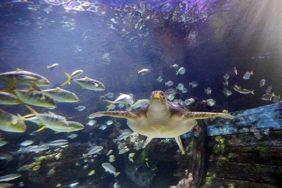 SEA LIFE Timmendorfer Strand Ticket - Rules that can affect your day (pets, strollers, and kids)