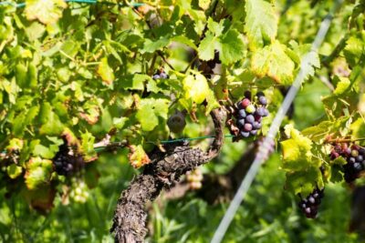 Guided Vineyards Tour