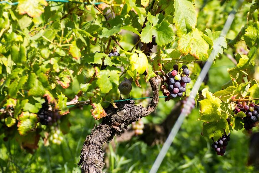 Stuttgart: Guided Vineyards Tour - Vineyard Walk First: Views Over Stuttgart’s City and River