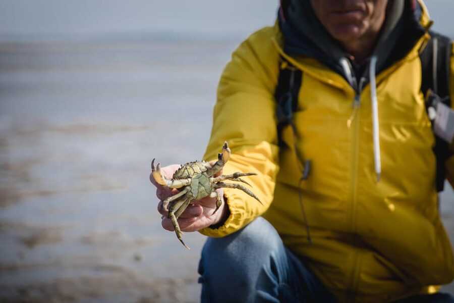 Sylt: Guided Mudflat Hike on the Island - Barefoot or rubber boots: how the footwear plan changes with the season