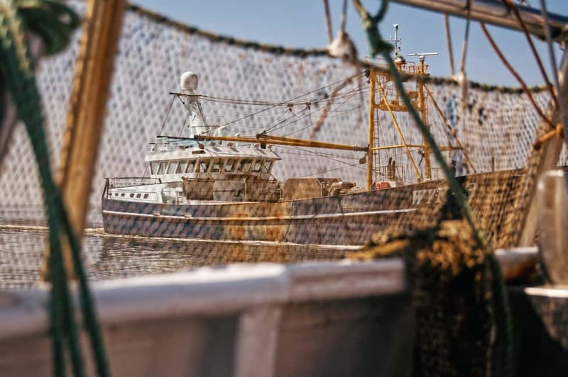 Sylt: Shell safari with boat | incl. Mussel tasting & 1 glass of wine - Boat time to the mussel farms: what you get while you ride