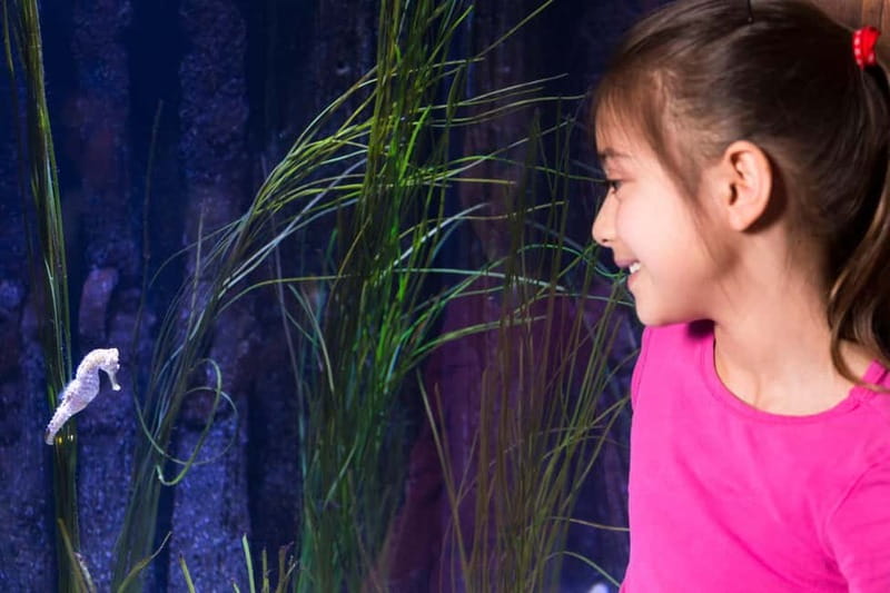 Ticket to SEA LIFE Konstanz - Daily feedings and aquarist talks: your fastest way to learn without homework