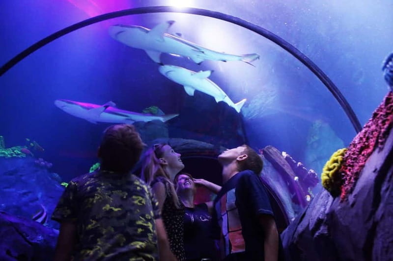 Ticket to SEA LIFE Konstanz - Paint2Life and the discovery pool: hands-on stops that work for adults, too
