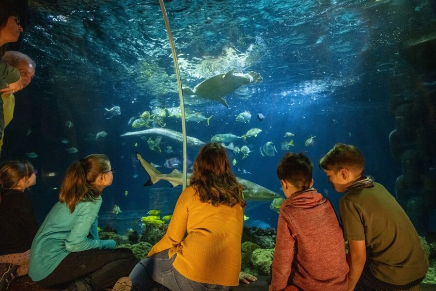 Ticket to SEA LIFE Konstanz - Onsite food and practical comforts you should plan for